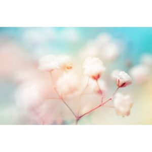Фотообои Citydecor Цветы/Растения 165