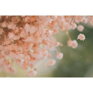 Фотообои Citydecor Цветы/Растения 167