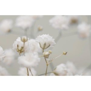 Фотообои Citydecor Цветы/Растения 171