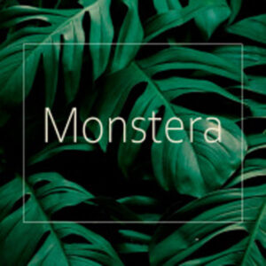 Коллекция Monstera