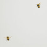 обои Andrea Rossi Cavolli 54419-2