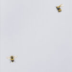 обои Andrea Rossi Cavolli 54419-3