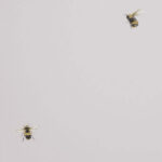 обои Andrea Rossi Cavolli 54419-5