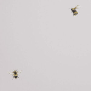 Обои Andrea Rossi Cavolli 54419-5