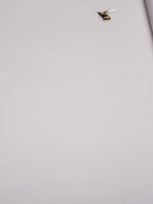 Обои Andrea Rossi Cavolli 54419-5 крупным планом