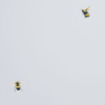 обои Andrea Rossi Cavolli 54419-6