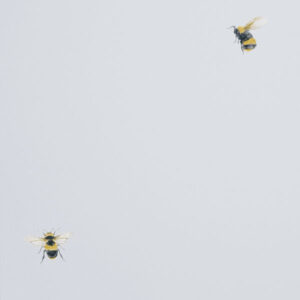 Обои Andrea Rossi Cavolli 54419-6