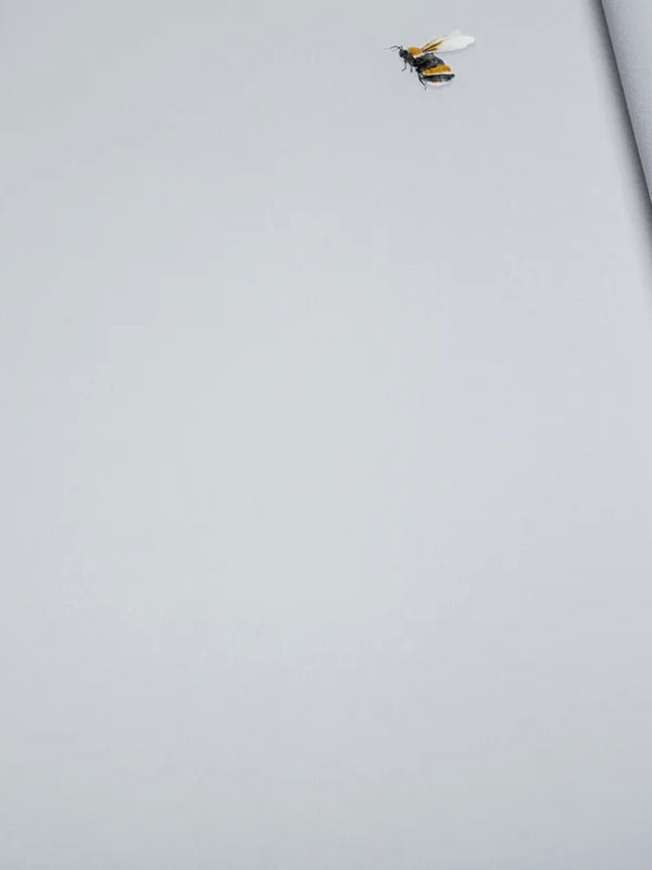 Обои Andrea Rossi Cavolli 54419-6 крупным планом