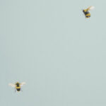 обои Andrea Rossi Cavolli 54419-7