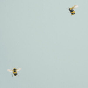 Обои Andrea Rossi Cavolli 54419-7