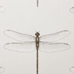 обои Andrea Rossi Cavolli 54426-2